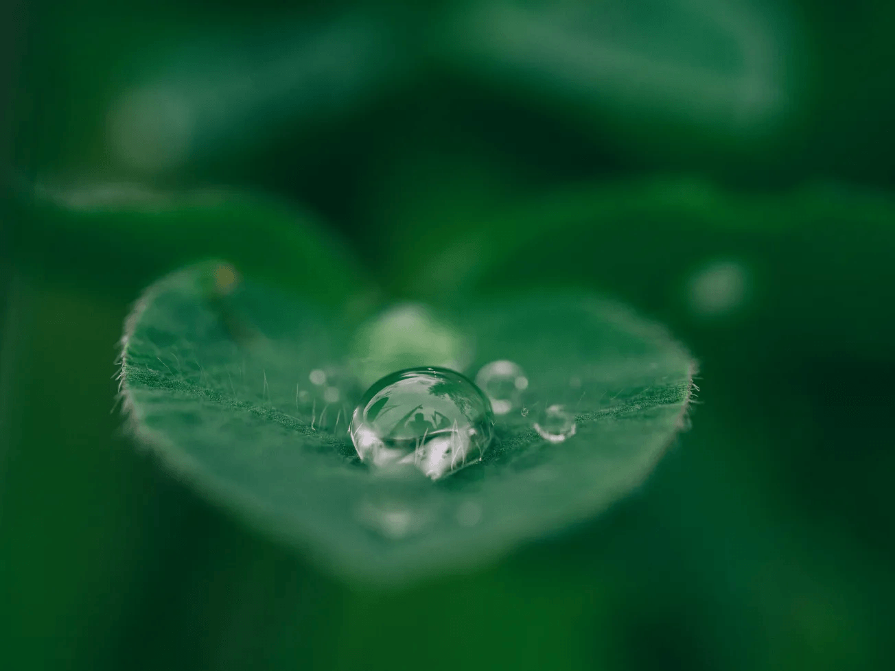 Water droplet on a green leaf