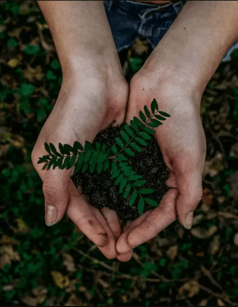 Hands holding soil with a small plant